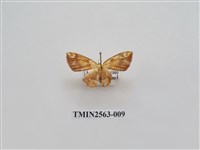 藏品(尺蛾62)的圖片